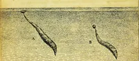 Picture 10 of 36 from Historia insectorum generalis : cum figuris et indicibus necessariis (1685), leaf 166