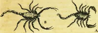 An illustration from Historia insectorum generalis : cum figuris et indicibus necessariis (1685)