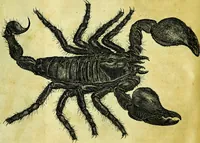 An illustration from Historia insectorum generalis : cum figuris et indicibus necessariis (1685)
