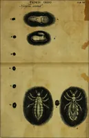 Picture 17 of 36 from Historia insectorum generalis : cum figuris et indicibus necessariis (1685), leaf 199