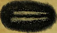 Picture 18 of 36 from Historia insectorum generalis : cum figuris et indicibus necessariis (1685), leaf 206