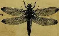 An illustration from Historia insectorum generalis : cum figuris et indicibus necessariis (1685)