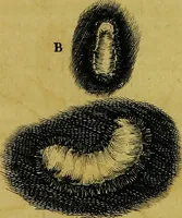 Picture 21 of 36 from Historia insectorum generalis : cum figuris et indicibus necessariis (1685), leaf 210