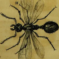 An illustration from Historia insectorum generalis : cum figuris et indicibus necessariis (1685)