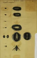 Picture 27 of 36 from Historia insectorum generalis : cum figuris et indicibus necessariis (1685), leaf 226
