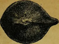 Picture 28 of 36 from Historia insectorum generalis : cum figuris et indicibus necessariis (1685), leaf 234