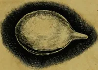 An illustration from Historia insectorum generalis : cum figuris et indicibus necessariis (1685)