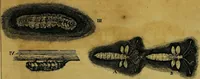 An illustration from Historia insectorum generalis : cum figuris et indicibus necessariis (1685)
