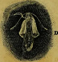 An illustration from Historia insectorum generalis : cum figuris et indicibus necessariis (1685)