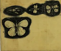 An illustration from Historia insectorum generalis : cum figuris et indicibus necessariis (1685)