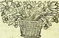An illustration from Historia insectorum generalis : cum figuris et indicibus necessariis (1685)