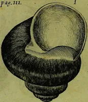 An illustration from Martini Lister ... Historiæ animalium Angliæ, tres tractatus. Unus de araneis. Alter de cochleis tum terrestribus, tum fluviatilibus. Tertius de cochleis marinis. Quibus adjectus est quartus de lapidibus ejusdem insulæ ad cochlearum quandam imaginem figuratis (1678)
