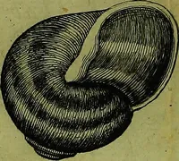 An illustration from Martini Lister ... Historiæ animalium Angliæ, tres tractatus. Unus de araneis. Alter de cochleis tum terrestribus, tum fluviatilibus. Tertius de cochleis marinis. Quibus adjectus est quartus de lapidibus ejusdem insulæ ad cochlearum quandam imaginem figuratis (1678)