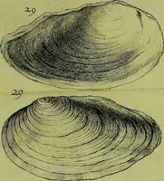 An illustration from Martini Lister ... Historiæ animalium Angliæ, tres tractatus. Unus de araneis. Alter de cochleis tum terrestribus, tum fluviatilibus. Tertius de cochleis marinis. Quibus adjectus est quartus de lapidibus ejusdem insulæ ad cochlearum quandam imaginem figuratis (1678)