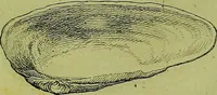 An illustration from Martini Lister ... Historiæ animalium Angliæ, tres tractatus. Unus de araneis. Alter de cochleis tum terrestribus, tum fluviatilibus. Tertius de cochleis marinis. Quibus adjectus est quartus de lapidibus ejusdem insulæ ad cochlearum quandam imaginem figuratis (1678)