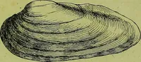 Picture 9 of 11 from Martini Lister ... Historiæ animalium Angliæ, tres tractatus. Unus de araneis. Alter de cochleis tum terrestribus, tum fluviatilibus. Tertius de cochleis marinis. Quibus adjectus est quartus de lapidibus ejusdem insulæ ad cochlearum quandam imaginem figuratis (1678), leaf 125