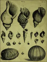 An illustration from Martini Lister ... Historiæ animalium Angliæ, tres tractatus. Unus de araneis. Alter de cochleis tum terrestribus, tum fluviatilibus. Tertius de cochleis marinis. Quibus adjectus est quartus de lapidibus ejusdem insulæ ad cochlearum quandam imaginem figuratis (1678)
