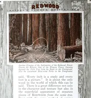 Picture 30 of 50 from California Redwood "nature's lumber masterpiece" (1916), leaf 33