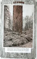 An illustration from California Redwood "nature's lumber masterpiece" (1916)