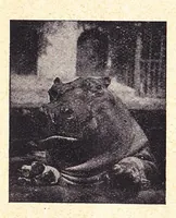 Picture 9 of 16 from Catalogus van Lantaarnplaatjes, Lichtbeelden op Filmstrooken enz. CAPI Catalogus No. 40 (1925), leaf 18