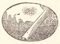 An illustration from Manuale dei giuochi di prestigio e calcolo colle carte (1905)