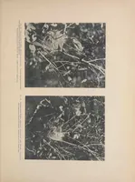 An illustration from Concealing-coloration in the animal kingdom; an exposition of the laws of disguise through color and pattern: being a summary of Abbott H. Thayer's discoveries (1909)