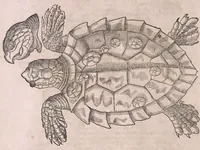An illustration from Conr. Gesneri Tigurini medicinæ et philosophiae professoris in Schola Tigurina, Historiæ animalium liber II : qui est de quadrupedibus ouiparis (1586)