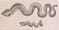 Picture 10 of 22 from Conr. Gesneri Tigurini medicinæ et philosophiae professoris in Schola Tigurina, Historiæ animalium liber II : qui est de quadrupedibus ouiparis (1586), leaf 198