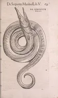 Picture 18 of 22 from Conr. Gesneri Tigurini medicinæ et philosophiae professoris in Schola Tigurina, Historiæ animalium liber II : qui est de quadrupedibus ouiparis (1586), leaf 280