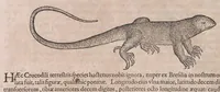An illustration from Conr. Gesneri Tigurini medicinæ et philosophiae professoris in Schola Tigurina, Historiæ animalium liber II : qui est de quadrupedibus ouiparis (1586)