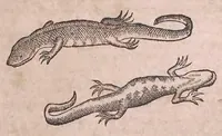 An illustration from Conr. Gesneri Tigurini medicinæ et philosophiae professoris in Schola Tigurina, Historiæ animalium liber II : qui est de quadrupedibus ouiparis (1586)