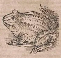 An illustration from Conr. Gesneri Tigurini medicinæ et philosophiae professoris in Schola Tigurina, Historiæ animalium liber II : qui est de quadrupedibus ouiparis (1586)