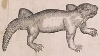 An illustration from Conr. Gesneri Tigurini medicinæ et philosophiae professoris in Schola Tigurina, Historiæ animalium liber II : qui est de quadrupedibus ouiparis (1586)