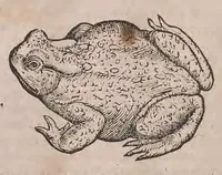 An illustration from Conr. Gesneri Tigurini medicinæ et philosophiae professoris in Schola Tigurina, Historiæ animalium liber II : qui est de quadrupedibus ouiparis (1586)