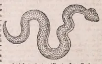 An illustration from Conradi Gesneri Tigurini medicinae et philosophiae professoris in Schola Tigurina, Historiae animalium Lib. V : qui est De serpentium natura : ex varijs schedis et collectaneis eiusdem compositus (1587)