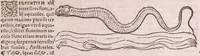 An illustration from Conradi Gesneri Tigurini medicinae et philosophiae professoris in Schola Tigurina, Historiae animalium Lib. V : qui est De serpentium natura : ex varijs schedis et collectaneis eiusdem compositus (1587)