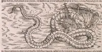Picture 11 of 14 from Conradi Gesneri Tigurini medicinae et philosophiae professoris in Schola Tigurina, Historiae animalium Lib. V : qui est De serpentium natura : ex varijs schedis et collectaneis eiusdem compositus (1587), leaf 155