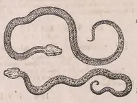 An illustration from Conradi Gesneri Tigurini medicinae et philosophiae professoris in Schola Tigurina, Historiae animalium Lib. V : qui est De serpentium natura : ex varijs schedis et collectaneis eiusdem compositus (1587)