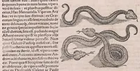 An illustration from Conradi Gesneri Tigurini medicinae et philosophiae professoris in Schola Tigurina, Historiae animalium Lib. V : qui est De serpentium natura : ex varijs schedis et collectaneis eiusdem compositus (1587)