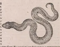 An illustration from Conradi Gesneri Tigurini medicinae et philosophiae professoris in Schola Tigurina, Historiae animalium Lib. V : qui est De serpentium natura : ex varijs schedis et collectaneis eiusdem compositus (1587)