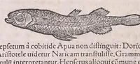 Picture 1 of 28 from Conr. Gesneri Tigurini medicinæ et philosophiae professoris in Schola Tigurina, Historiæ animalium liber II : qui est de quadrupedibus ouiparis (1586), leaf 370