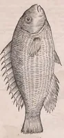 Picture 2 of 28 from Conr. Gesneri Tigurini medicinæ et philosophiae professoris in Schola Tigurina, Historiæ animalium liber II : qui est de quadrupedibus ouiparis (1586), leaf 391