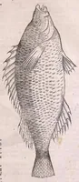 Picture 3 of 28 from Conr. Gesneri Tigurini medicinæ et philosophiae professoris in Schola Tigurina, Historiæ animalium liber II : qui est de quadrupedibus ouiparis (1586), leaf 391