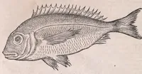 Picture 4 of 28 from Conr. Gesneri Tigurini medicinæ et philosophiae professoris in Schola Tigurina, Historiæ animalium liber II : qui est de quadrupedibus ouiparis (1586), leaf 414
