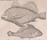 An illustration from Conr. Gesneri Tigurini medicinæ et philosophiae professoris in Schola Tigurina, Historiæ animalium liber II : qui est de quadrupedibus ouiparis (1586)
