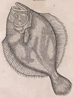 An illustration from Conr. Gesneri Tigurini medicinæ et philosophiae professoris in Schola Tigurina, Historiæ animalium liber II : qui est de quadrupedibus ouiparis (1586)