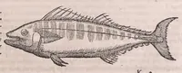 Picture 8 of 28 from Conr. Gesneri Tigurini medicinæ et philosophiae professoris in Schola Tigurina, Historiæ animalium liber II : qui est de quadrupedibus ouiparis (1586), leaf 479