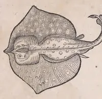 An illustration from Conr. Gesneri Tigurini medicinæ et philosophiae professoris in Schola Tigurina, Historiæ animalium liber II : qui est de quadrupedibus ouiparis (1586)