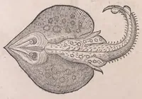 Picture 11 of 28 from Conr. Gesneri Tigurini medicinæ et philosophiae professoris in Schola Tigurina, Historiæ animalium liber II : qui est de quadrupedibus ouiparis (1586), leaf 502
