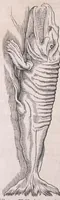 Picture 12 of 28 from Conr. Gesneri Tigurini medicinæ et philosophiae professoris in Schola Tigurina, Historiæ animalium liber II : qui est de quadrupedibus ouiparis (1586), leaf 536
